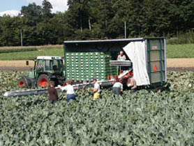 Erntewagen mit Ernteband